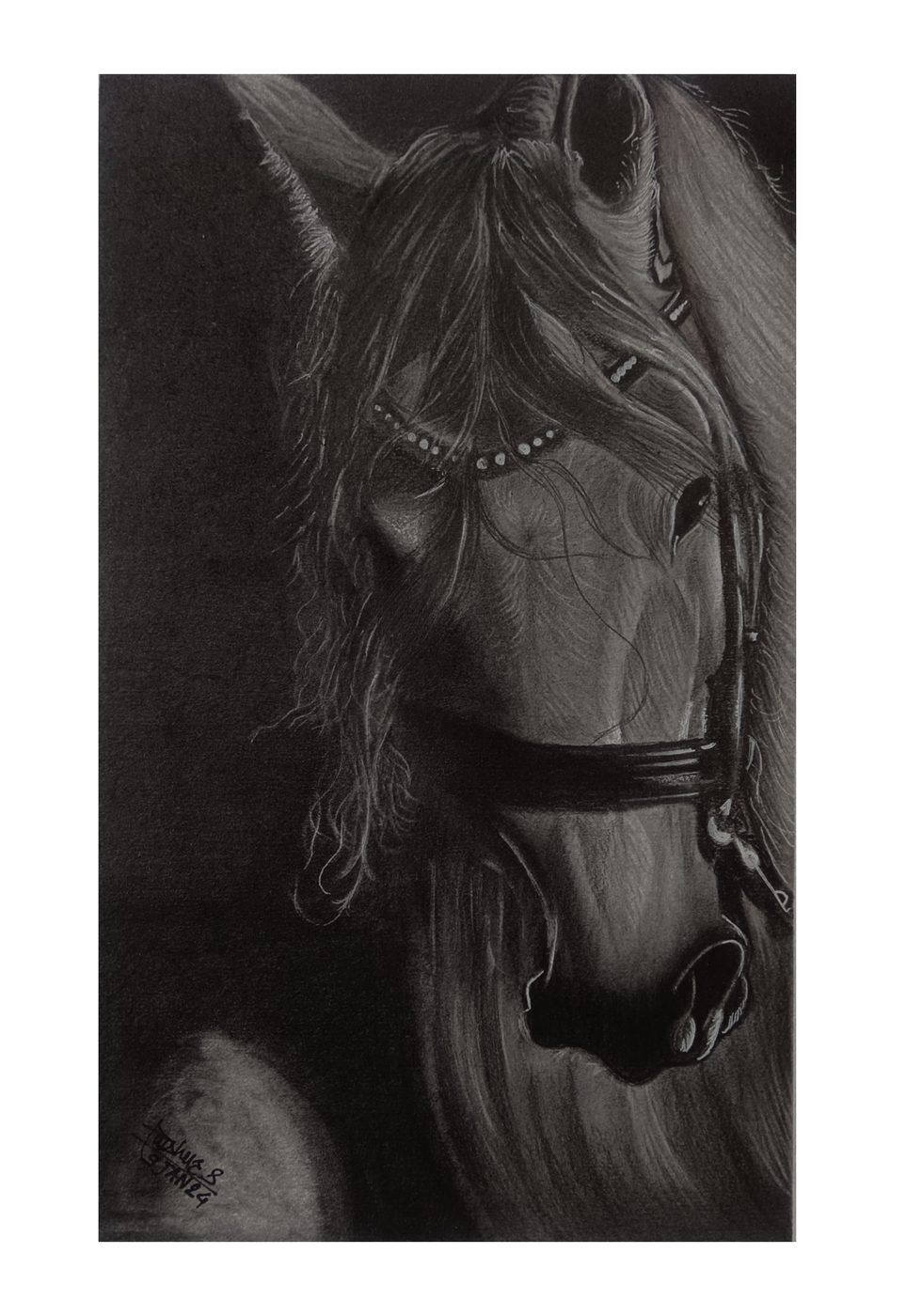 Pencil portrait of a horse with bridle